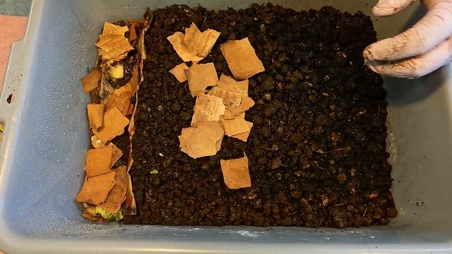 36-day ENC system & 26-day ENC cocoon nursery get fed - worm farm vermicomposting смотреть онлайн