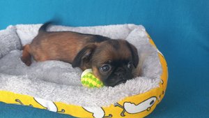 ДЕВОЧКА ПТИ БРАБАНСОНА. ПРОДАЁТСЯ