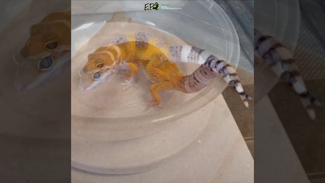 LEOPARD GECKO TRANSFORMATION FROM EGG TO ADULT IN LESS THAN 1 MINUTE by EPC смотреть онлайн