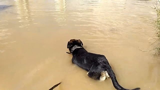 Джим, Пират и Чарли!