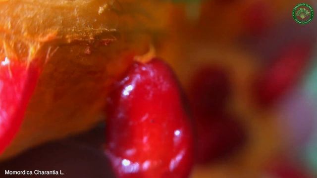 Momordica Charantia L. | Fruit Lianas | 🇵🇦 Panama | смотреть онлайн