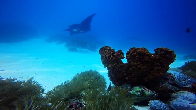 Raja Ampat Biodiversity Eco Resort смотреть онлайн