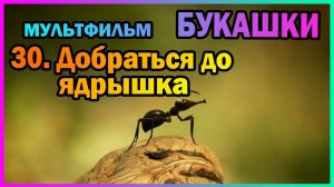 | Мультфильм | БУКАШКИ | 30. Добраться до ядрышка |