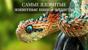 Самые ядовитые животные нашей планеты