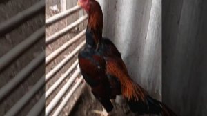 АНДИЖОН ДАКАН ХУРОЗЛАРИ. ROOSTER of UZBEKISTAN 🇺🇿