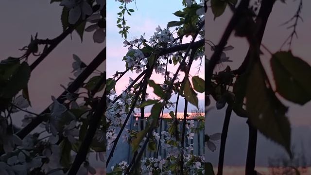 Прекрасный закат солнца.24.04.23. смотреть онлайн