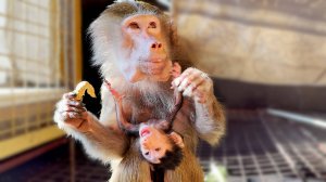 КАТАСТРОФА! Степка закатал истерику - угощают не его, а Лиду! Ореховые души гамадрилов!