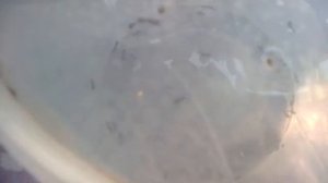 Драки муравьев..................................................