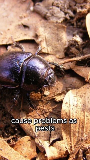 The Fascinating World of Beetles смотреть онлайн