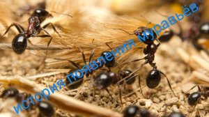 история появления муравьёв