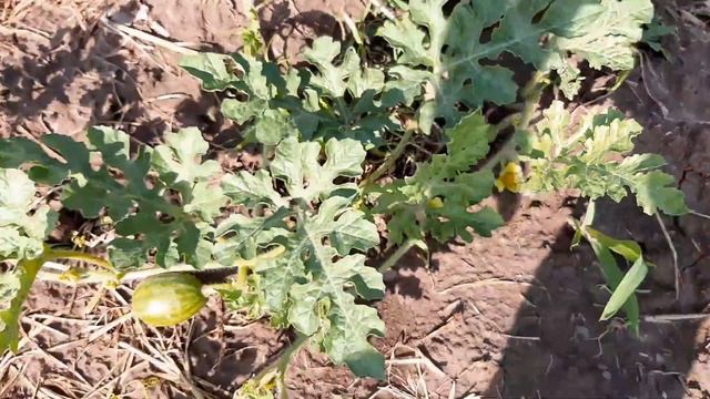 ВІДМІННІ РЕЗУЛЬТАТИ ВИРОЩУВАННЯ ЦИБУЛІ. Збираємо урожай цибулі на пару з злодіями :)Урожай 2023р смотреть онлайн