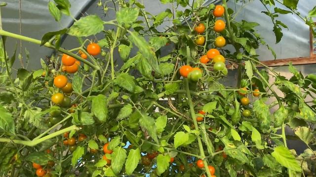 Tomato Pruning 101 • Tutorial with Niki Jabbour смотреть онлайн