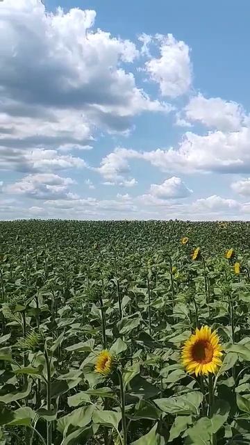 Начало цветения солнечных цветков ... смотреть онлайн