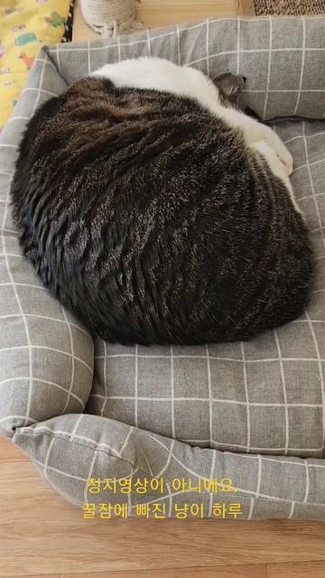 정지영상이 아니에요. 꿀잠에 빠진 냥이 하루 @gangnamkorearealty смотреть онлайн
