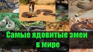 топ 10 самых ядовитых змей