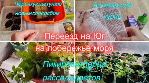 Переехали на Юг, Аптечка для куриц, Пикирую перцы, Черенкую петунии с новым гелем