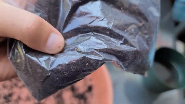 How to Grow Chamaerops Humilis Var Cerifera from seed Part 2