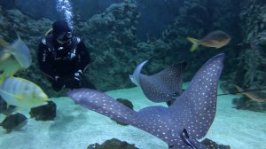 Океанариум - Крокус