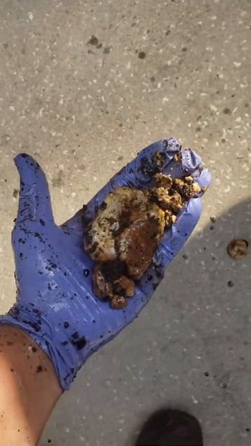 How to: Largest horse bean in world horse sheath cleaning 29yr old horse sheathcleaning horsebean