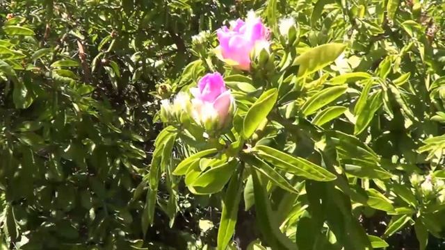 The Plant Traveller: Pereskia sacharosa смотреть онлайн