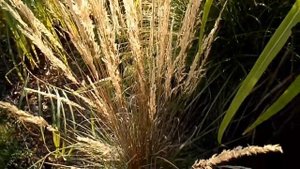 Trzcinnik ostrokwiatowy (Calamagrostis ×acutiflora) 'Overdam'
