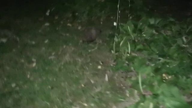 Полигон Еж 2022.08.18 смотреть онлайн