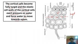 Chapter: 14 / Transport / XI Biology / Ascent of sap / Part 6