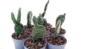 Opuntia reticulata cobra
