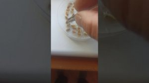 проверка на посевную пригодность семена пшеницы