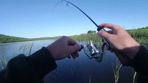 Активный летний окунь. Мормышинг в заброд.