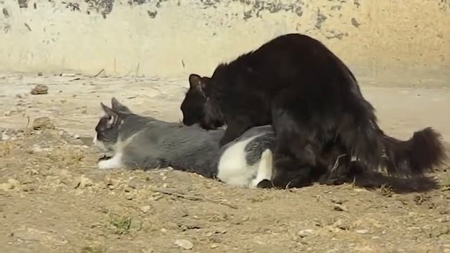 ленивый любовник кот  приколы смотреть онлайн