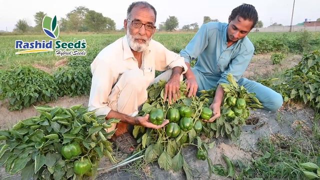 Sweet Pepper Capisto F1 مرچ شملہ کپسٹو смотреть онлайн