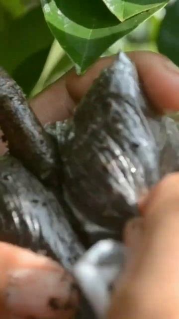 Soursop air layering #grafting #graftingmethod #graftingexamples смотреть онлайн