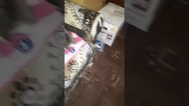 кошка Чипса и елочная игрушка смотреть онлайн