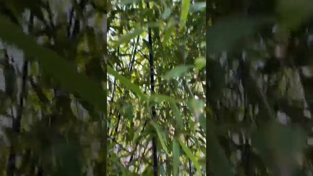 Bambusa nigra  Botanik uz