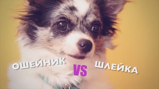 Ошейник или шлейка? Что лучше для собаки? 🐕🆚