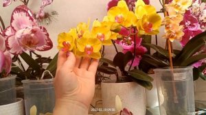 И снова обзор цветущих орхидей. Начинаем сначала! 20.02.25