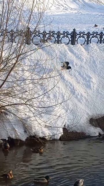 Утка взлетает как с трамплина. смотреть онлайн