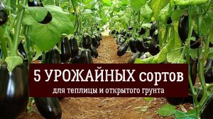 БАКЛАЖАНЫ завалят урожаем, если посадите эти сорта. 5 самых урожайных сортов для теплицы и грунта