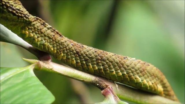 Víbora de Schlegell ( Bothriechis schlegelii) смотреть онлайн