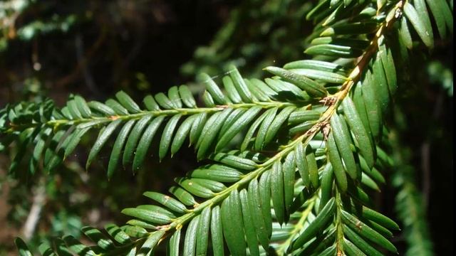 Yew Trees смотреть онлайн