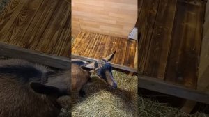 Попытка приучить козу к доильному станку, будни начинающего козовода