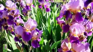Время цветения Ирисов 🌸