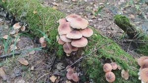 Осень 2023. Дождя не было неделю, а грибы растут. Сухой грибной лес. В поисках опят. Опята.