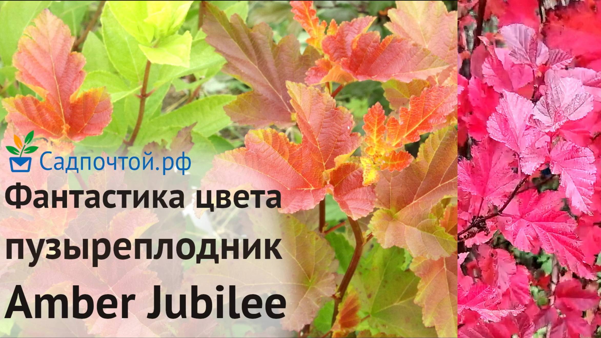 Пузыреплодник калинолистный Amber Jubilee (Янтарный Юбилей), Питомник Садпочтой.рф #садпочтой