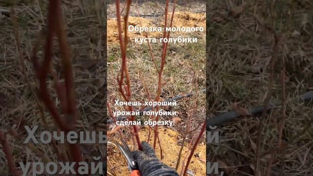 Обрезка голубики. Обрезка 3 летнего куста голубики. #обрезкаголубики #голубика #голубикасадовая