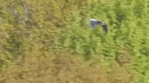 Цапля полёт