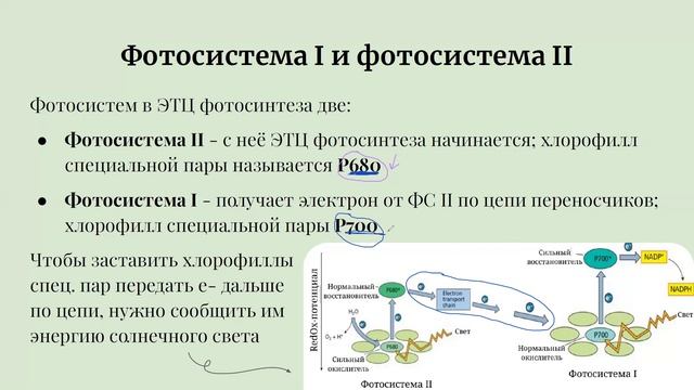 ЭТЦ фотосинтеза для олимпиад | фотосистемы и все переносчики с базового уровня до муниципа и регион