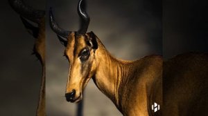 🐾Вымершие виды животных.
⚒️Midjourney+ Kling 
 #нейросеть #животные