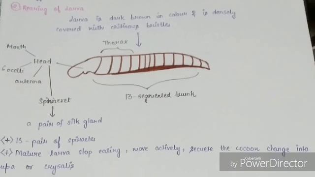 Sericulture Full Description | Silkworm lifecycle and Rearing of silk moth | Simple & Unique